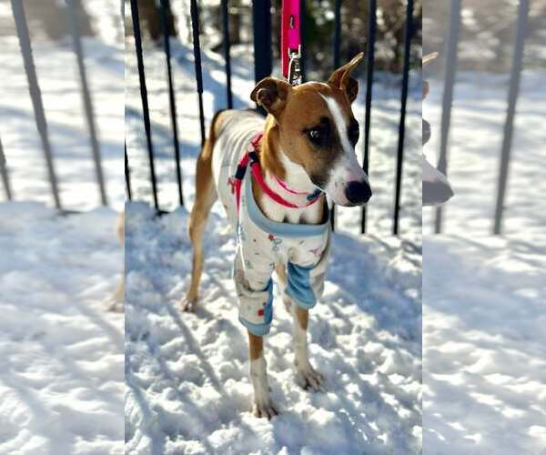 Medium Photo #2 Greyhound Puppy For Sale in Cherry Hill, NJ, USA