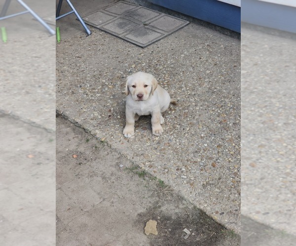 Medium Photo #1 Labrador Retriever Puppy For Sale in DENHAM SPRINGS, LA, USA