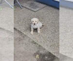 Small Photo #1 Labrador Retriever Puppy For Sale in DENHAM SPRINGS, LA, USA