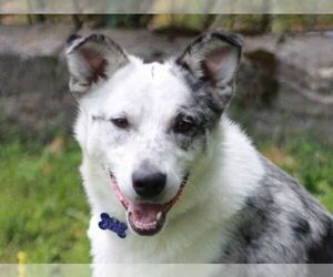 Great Pyrenees-Unknown Mix Dogs for adoption in Cookeville, TN, USA