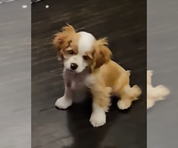 Medium Photo #1 Cocker Spaniel Puppy For Sale in Sioux Falls, SD, USA