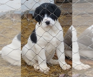 Central Asian Shepherd Dog Puppy for sale in Cugir, Alba, Romainia