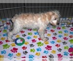 Small #4 Schnoodle (Miniature)