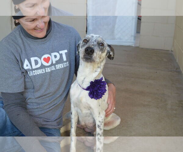 Medium Photo #3 Mutt Puppy For Sale in McKinney, TX, USA