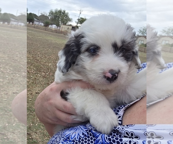 Medium Photo #23 Aussiedoodle Puppy For Sale in WILLS POINT, TX, USA