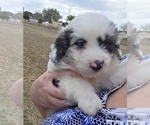 Small #22 Aussiedoodle