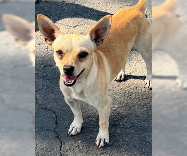 Medium Photo #1 Chihuahua-Unknown Mix Puppy For Sale in San Antonio, TX, USA