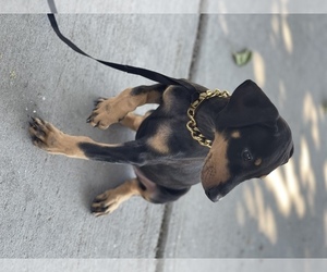 Doberman Pinscher Puppy for sale in HESPERIA, CA, USA