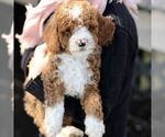 Small #2 Goldendoodle (Miniature)