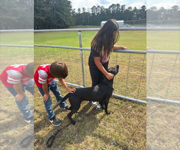 Medium Photo #7 Labrador Retriever-Unknown Mix Puppy For Sale in Canton, CT, USA