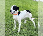 Small #2 Spaniel Mix