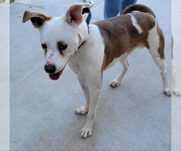 Medium Photo #20 Mutt Puppy For Sale in Atlanta, GA, USA