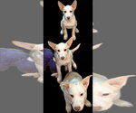 Small #3 Basenji-Labrador Retriever Mix