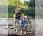 Small #1 Staffordshire Bull Terrier Mix