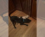 Small #4 Labrador Retriever Mix