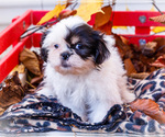 Small #14 Shih Tzu