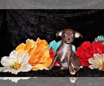 Small Photo #64 Chihuahua Puppy For Sale in CHARLESTON, AR, USA