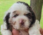 Puppy Nora Cocker Spaniel