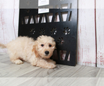 Small Photo #1 Zuchon Puppy For Sale in MARIETTA, GA, USA