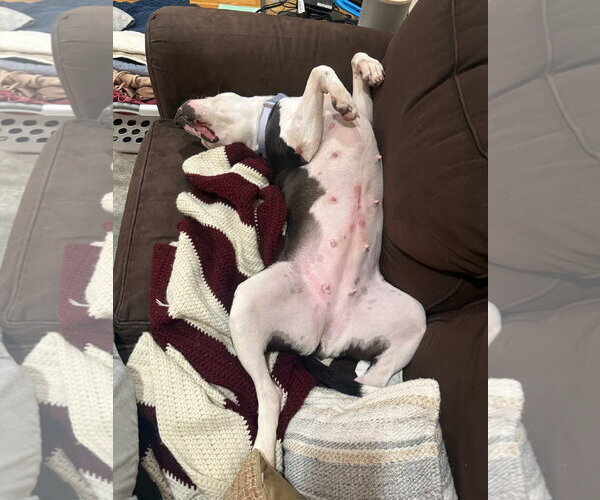 Medium Photo #2 Mutt Puppy For Sale in Brooklyn, NY, USA