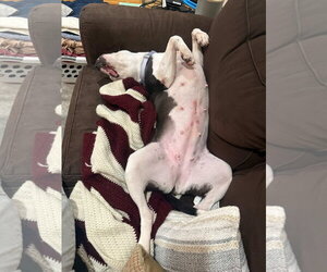 Felicity - Female Mutt Dog for Adoption - Photo #2