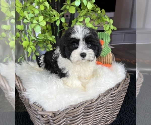 Medium Photo #7 ShihPoo Puppy For Sale in FRANKLIN, IN, USA