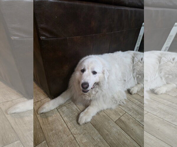 Medium Photo #2 Great Pyrenees Puppy For Sale in Spring, TX, USA