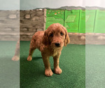 Small #14 Goldendoodle
