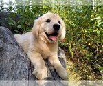 Small Photo #4 English Cream Golden Retriever Puppy For Sale in COLVILLE, WA, USA