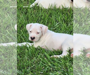 Dogo Argentino Puppy for sale in COLUMBIA, SC, USA