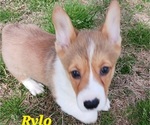 Small Photo #10 Pembroke Welsh Corgi Puppy For Sale in BEULAVILLE, NC, USA
