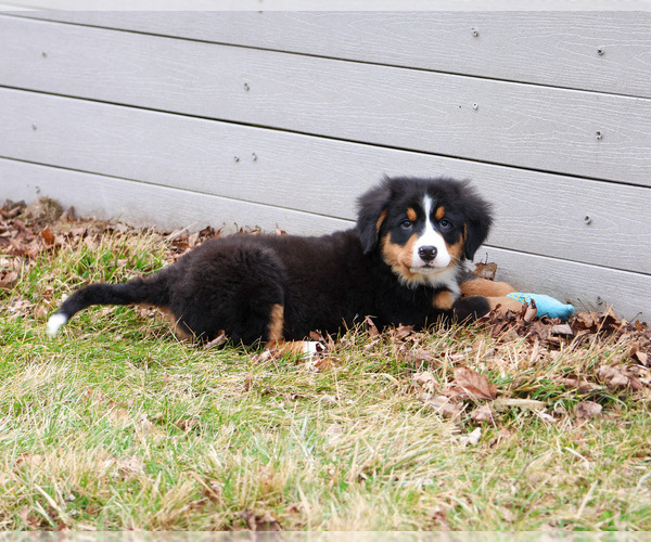 Medium Photo #5 Bernese Mountain Dog Puppy For Sale in SYRACUSE, IN, USA