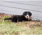 Small #4 Bernese Mountain Dog