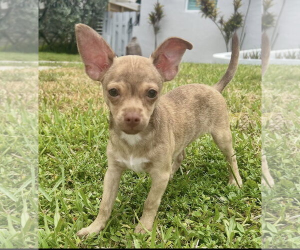 Medium Photo #1 Rat-Cha Puppy For Sale in Royal Palm Beach, FL, USA