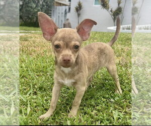 Rat-Cha Dogs for adoption in Royal Palm Beach, FL, USA