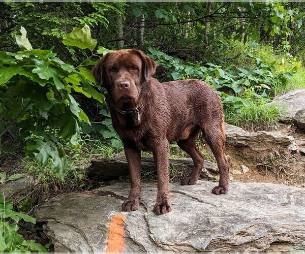 Medium Photo #1 Labrador Retriever Puppy For Sale in NEW HOLLAND, PA, USA