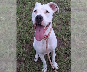 NALA - Female Argentinian Mastiff-Unknown Mix Dog for Adoption - Photo #2