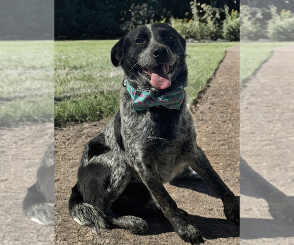 Medium Photo #4 Mutt Puppy For Sale in Newport Beach, CA, USA