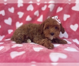 Cavapoo Puppy for sale in LAKELAND, FL, USA
