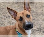 Small Whippet Mix