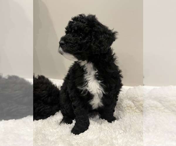 Medium Photo #7 Labradoodle Puppy For Sale in WOOSTER, OH, USA