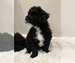 Small Photo #7 Labradoodle Puppy For Sale in WOOSTER, OH, USA