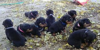 Rottweiler Puppy for sale in BEAVER CROSSING, NE, USA