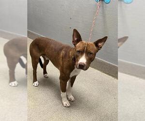 Mutt Dogs for adoption in Las Vegas, NV, USA