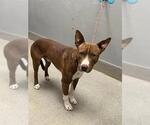 Small Mutt