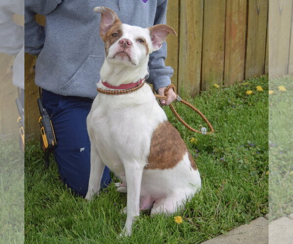 Medium Photo #3 American Staffordshire Terrier-Boston Terrier Mix Puppy For Sale in Huntley, IL, USA