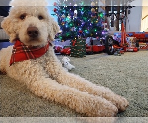 Father of the Double Doodle puppies born on 01/26/2026