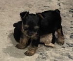 Small #3 Yorkshire Terrier