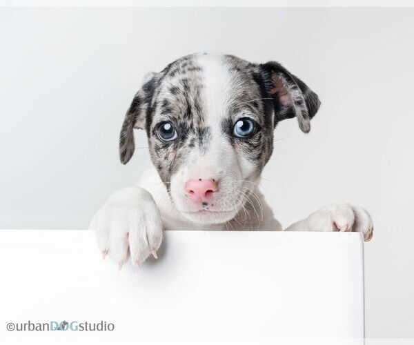 Medium Photo #4 Jack Russell Terrier-Unknown Mix Puppy For Sale in Tampa, FL, USA