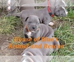 Small #2 American Pit Bull Terrier